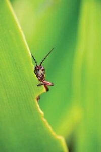 Guide to Organic Pest Control Image